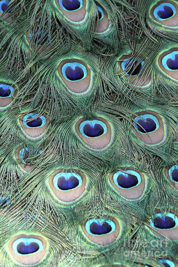 Eye Of The Peacock #7 Photograph by Judy Whitton