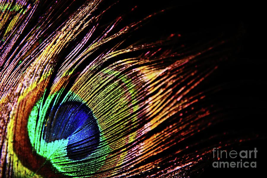 Eye Of The Peacock Feather Photograph