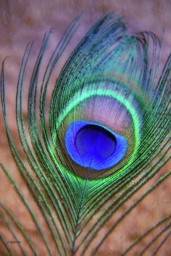 Eye of the Peacock Photograph by Pamela Williams