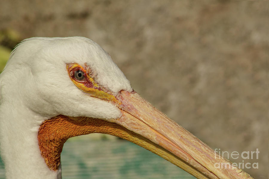 Eye Of the Pelican Photograph by Steven Parker