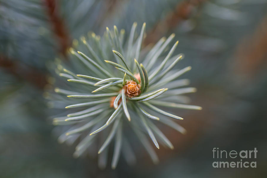 Nature Photograph - Eye Of The Pine by Ashley M Conger
