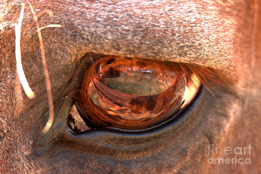 Eye Of The Ranch Horse Photograph by Adam Jewell