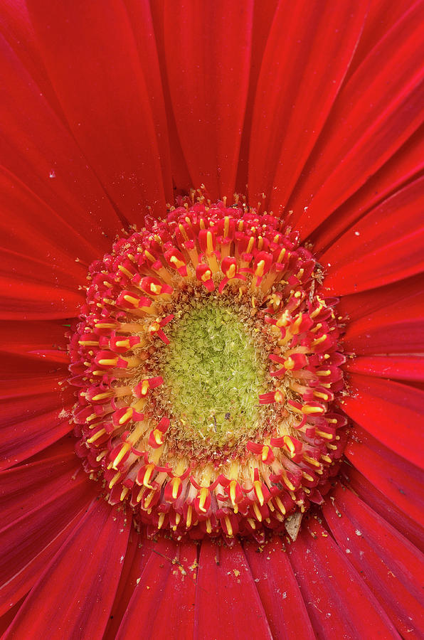 Eye of the Red Flower Photograph by Greg Nyquist