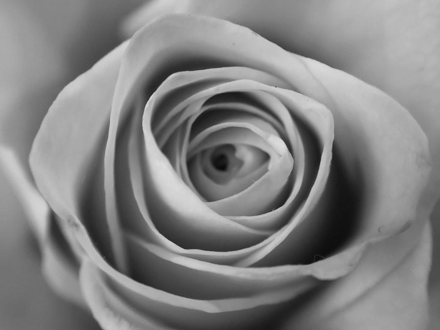 Eye Of The Rose Photograph by Nikko David - Fine Art America