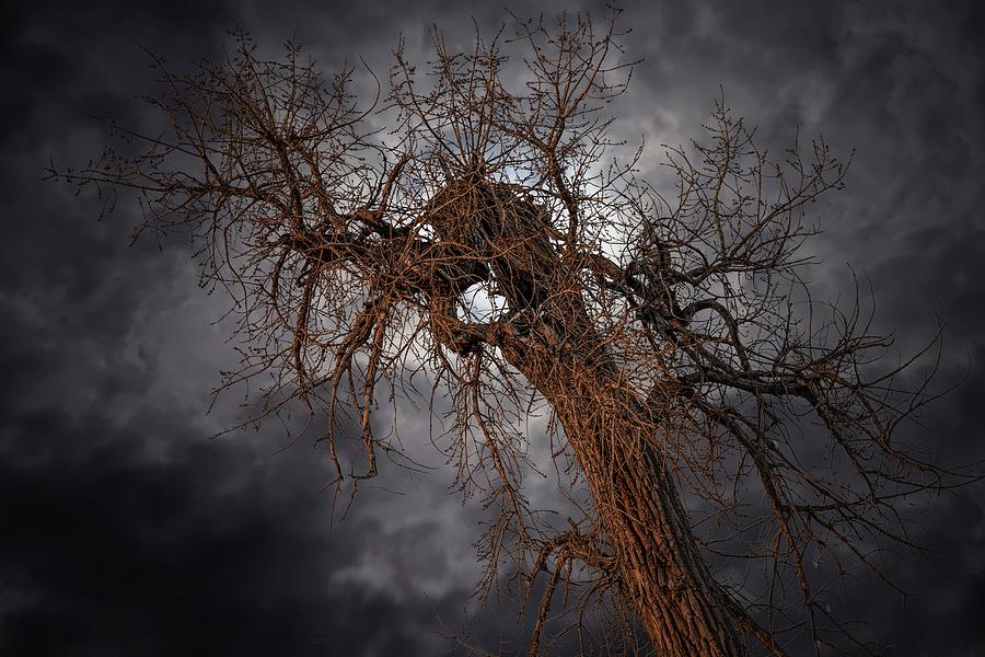Eye of the Storm by Janice Bennett Eye of the Storm by Janice Bennett