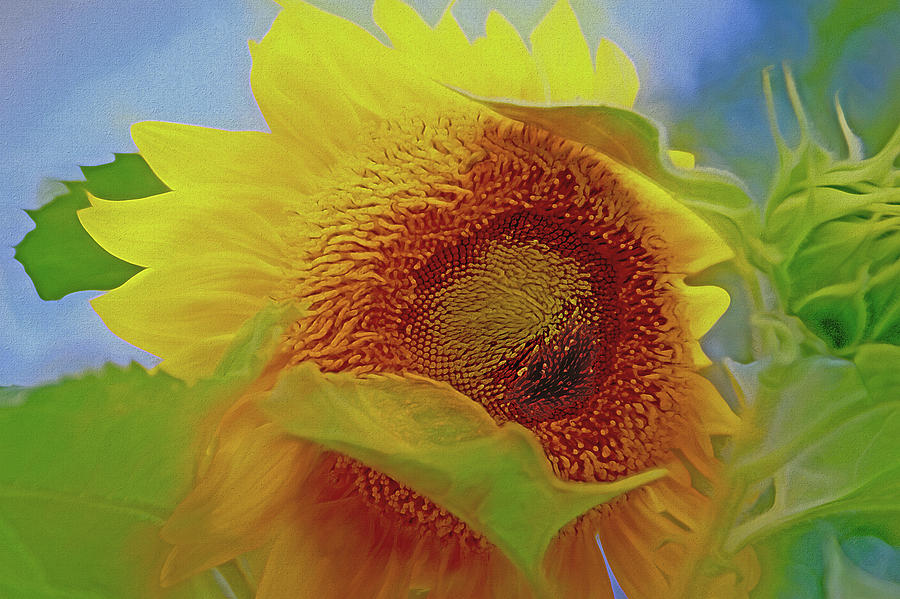 Eye of the Sunflower Mixed Media by Lynda Lehmann