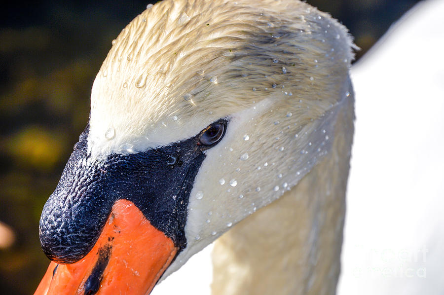 Eye of the Swan Photograph by Lynellen Nielsen