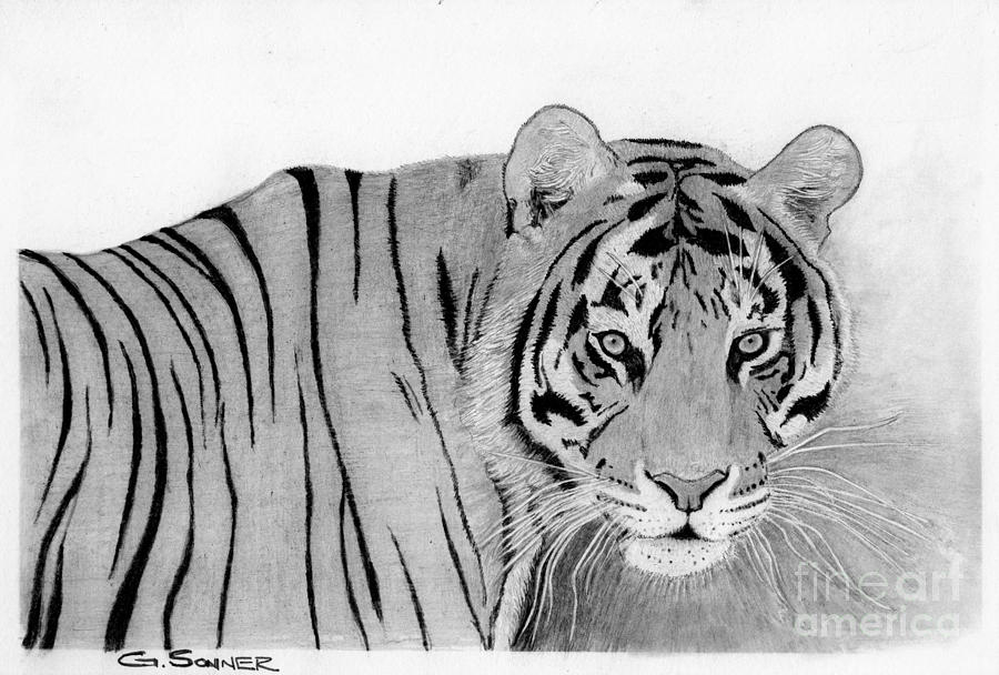 Eye of the tiger Drawing by George Sonner