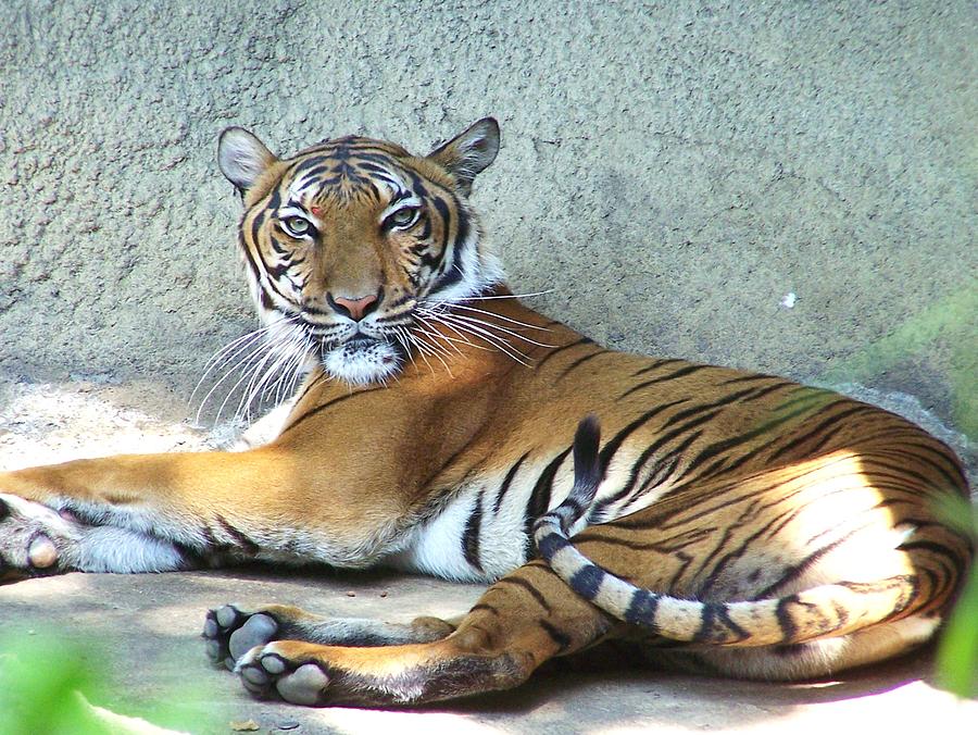 Eye Of The Tiger Photograph by Glenna Oliver - Fine Art America