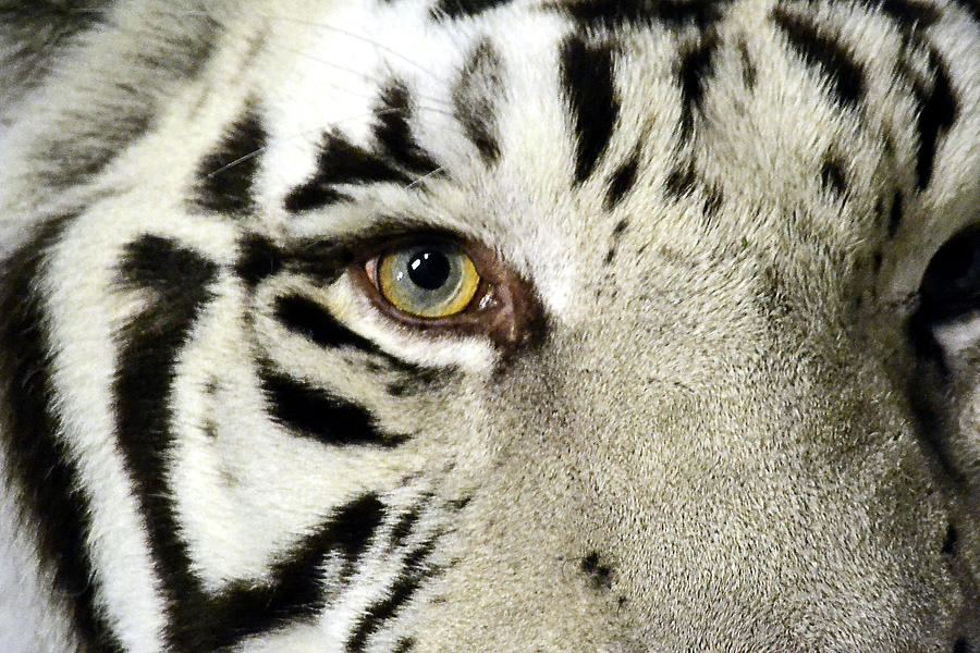 Eye of the Tiger Photograph by Nadalyn Larsen