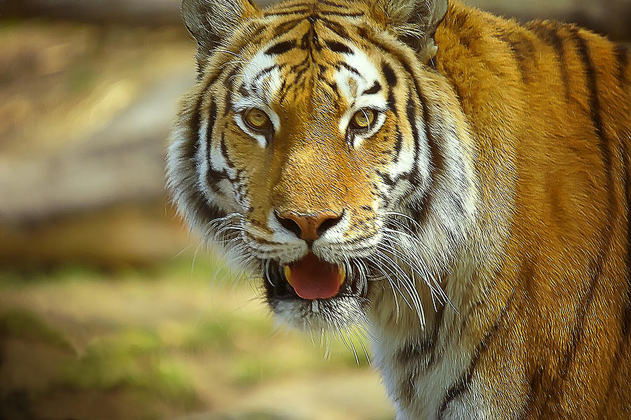 Eye Of The Tiger Photograph By Pat Carosone - Fine Art America