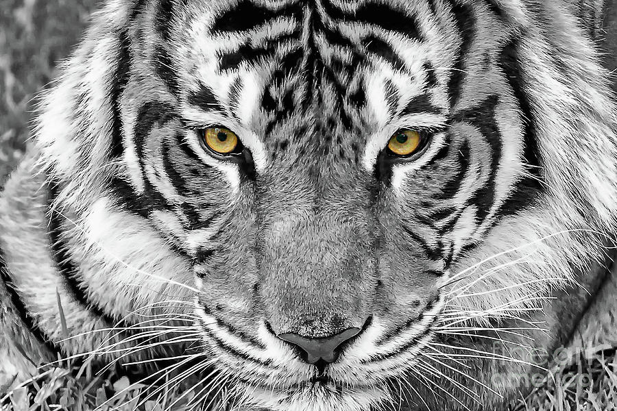 Eye of the tiger Digital Art by Ray Shiu