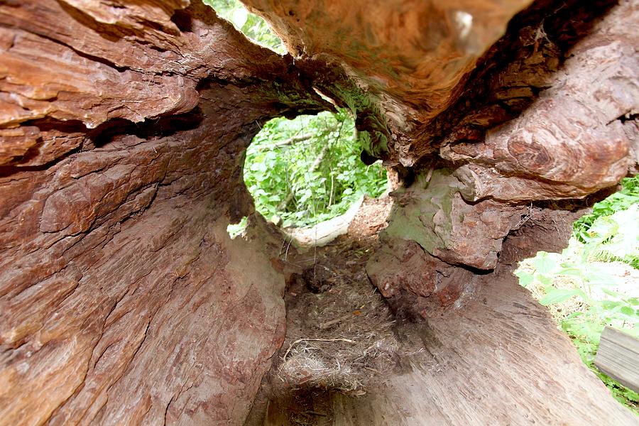Eye of the Tree Photograph by Aidan McFarland Fine Art America