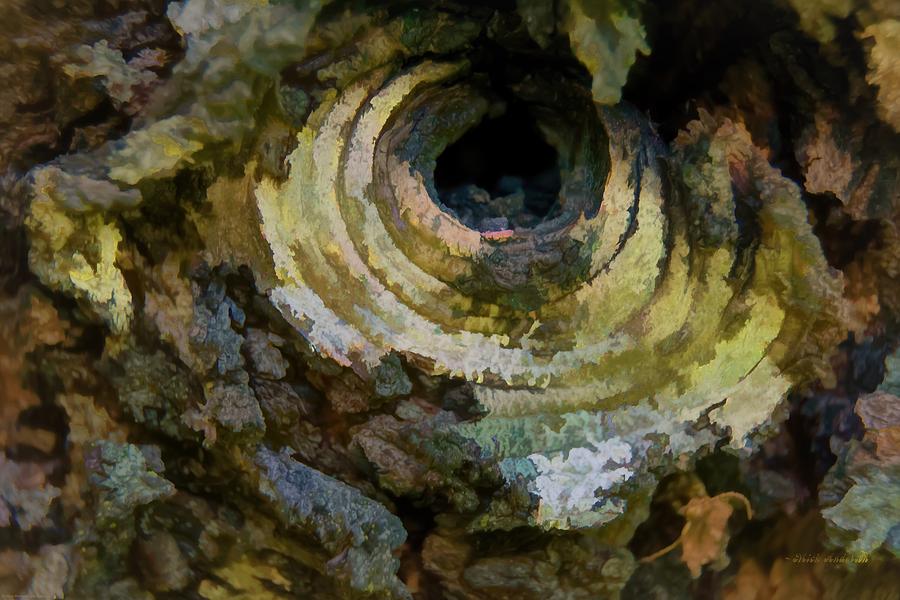 Eye Of The Tree Art Photograph by Mick Anderson