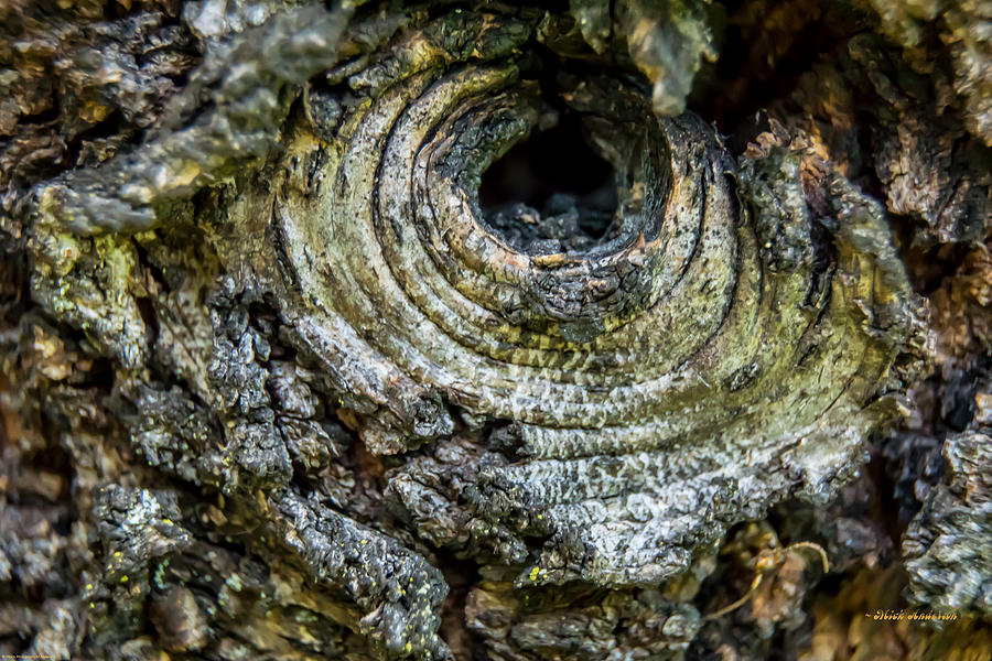 Eye Of The Tree Photograph by Mick Anderson