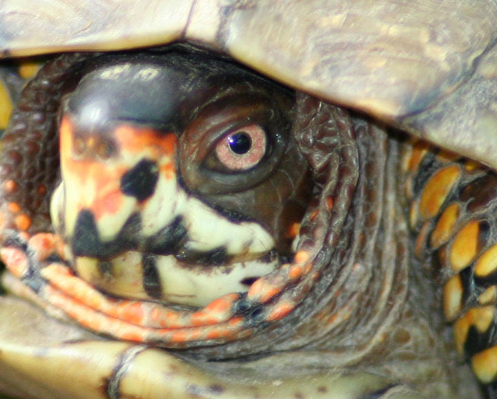 Eye Of The Turtle Photograph by Claudia Wallace - Fine Art America