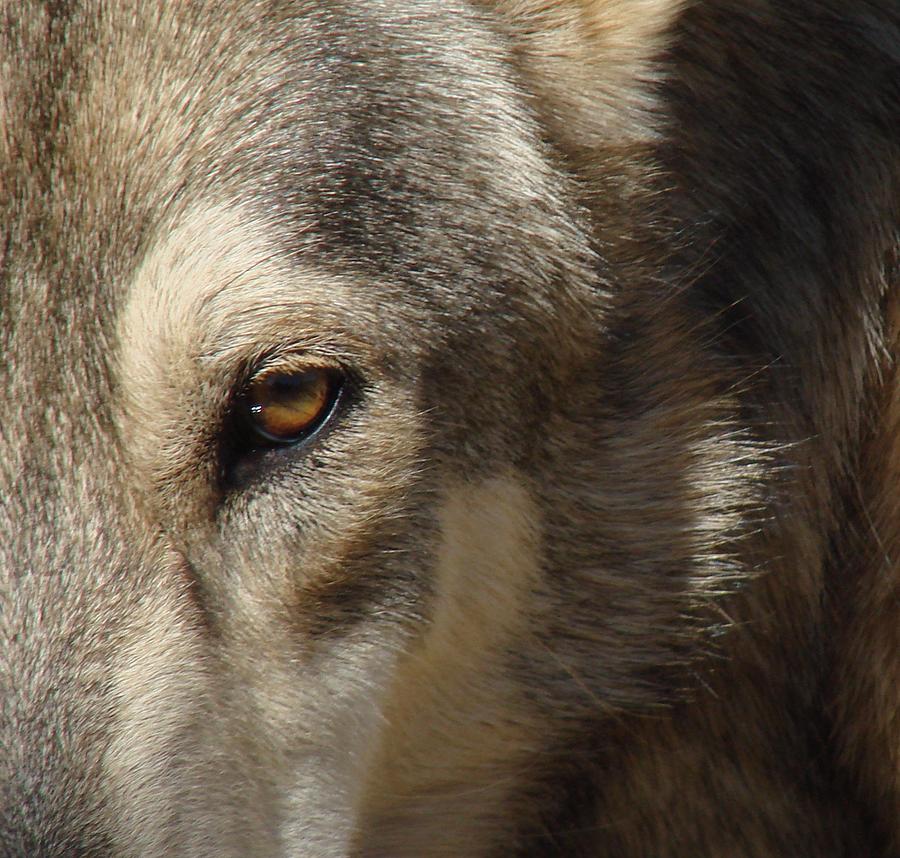 Eye of the Wolf Photograph by Stormy Logan - Fine Art America