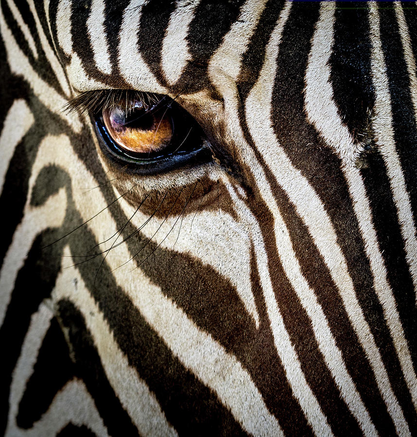 Eye Of The Zebra Photograph By Scott Campbell