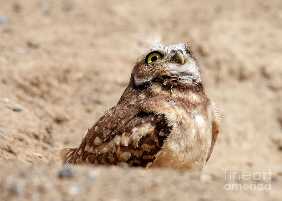 Eye on the Hawk Photograph by Michael Dawson