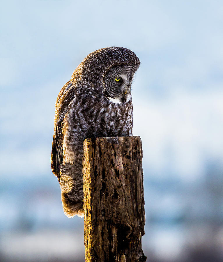 Eye on the Prize - Great Grey Owl Photograph by TL Mair