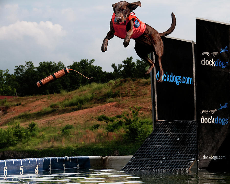 Eye On The Prize - Leaping Dog - Dockdogs Photograph by Mitch Spence