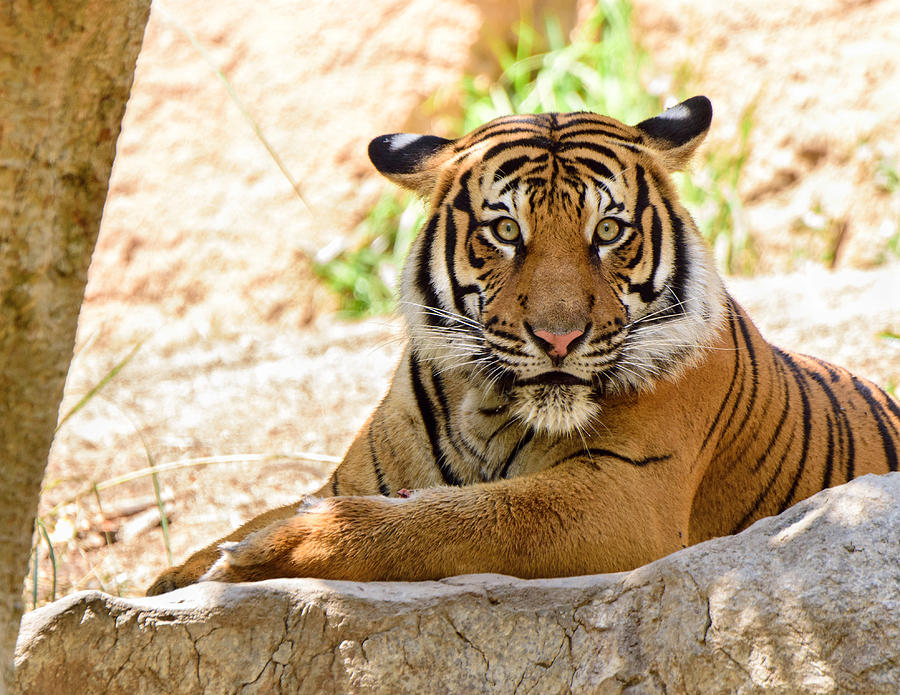 Eye On The Prize. Photograph By William Sawtell - Fine Art America