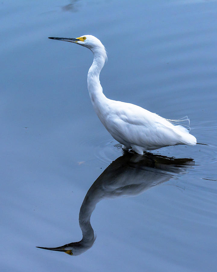 Egret Photograph - Eye on the Sky by Michael Allred