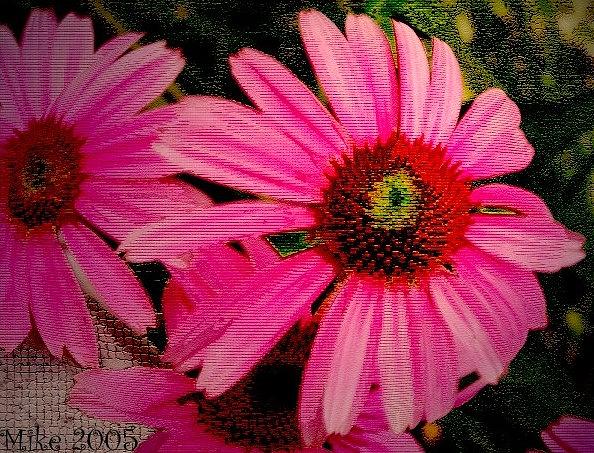 Flower Photograph - Eye Popper Flower by Mike Hazelwood