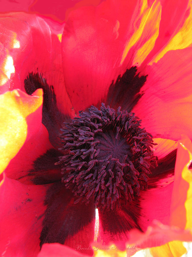 Flaming Poppy - Oriental Poppy Macro - Floral Art Photograph by Brooks Garten Hauschild