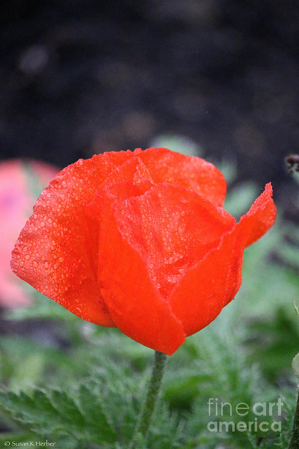 Eye Popping Poppy Photograph by Susan Herber