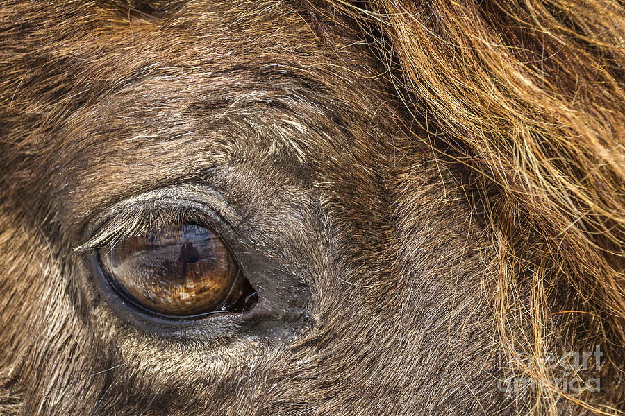 Horse Photograph - Eye See You by Joann Long