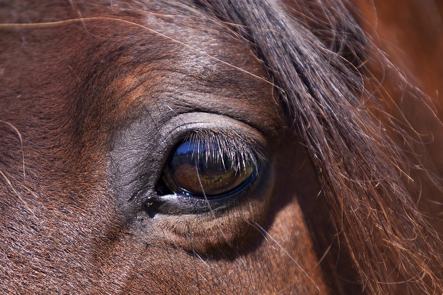 Horse Photograph - Eye See You by Michelle Wrighton