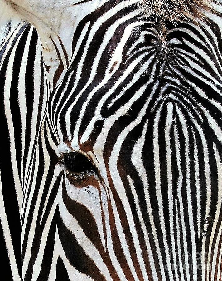 zebra stripes zebra stripes