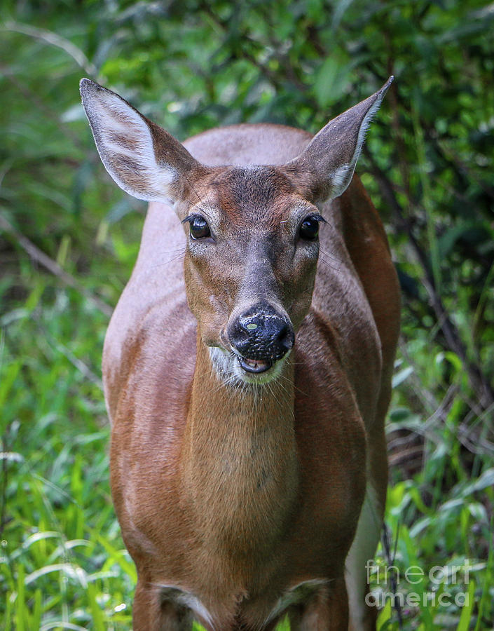 Eye to Eye Deer Photograph by Tom Claud