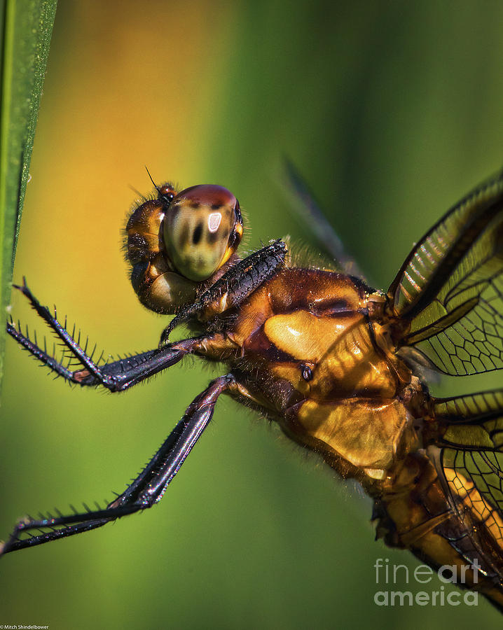 Eye to Eye Dragonfly Photograph by Mitch Shindelbower