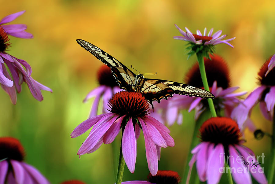 Butterfly Photograph - Eye To Eye by Lois Bryan
