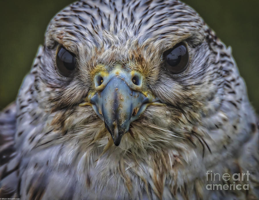 Falcon Photograph - Eye To Eye by Mitch Shindelbower