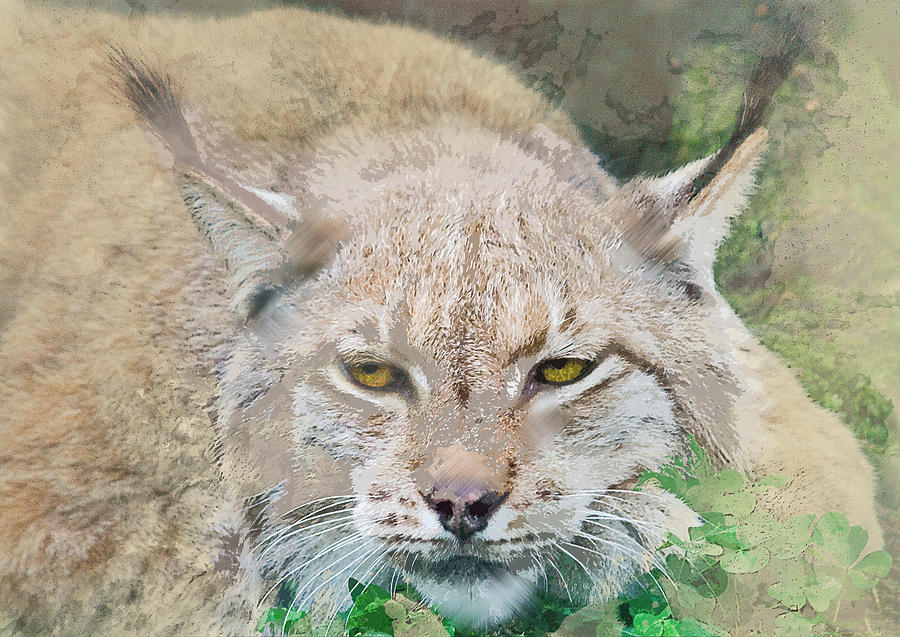 Wildlife Painting - Eye to Eye with a Lynx in the Grass by Elaine Plesser