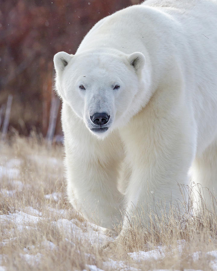 Eye to Eye with a Polar Bear Photograph by Jack Bell