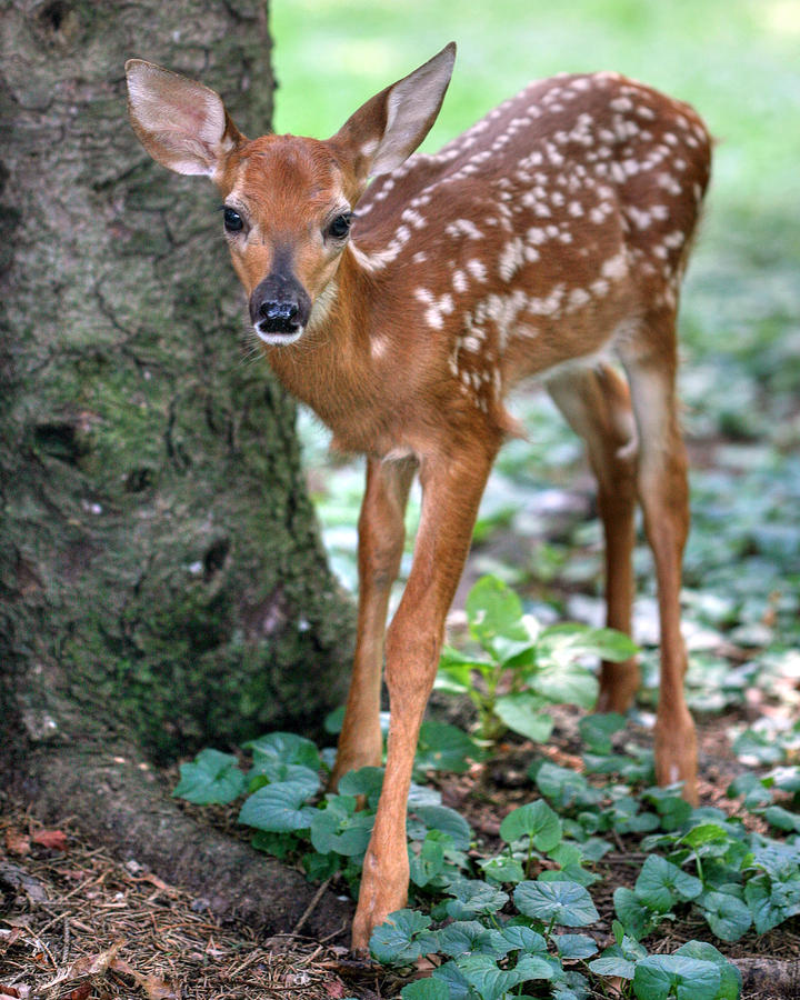 Eye To Eye With A Wide - Eyed Fawn Photograph by Gene Walls