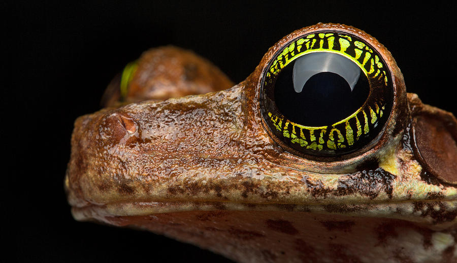 Frog Photograph - Eye Tropical Tree Frog by Dirk Ercken