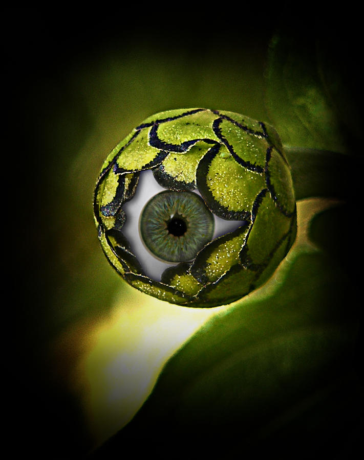 Science Fiction Photograph - Eye will see you in the Garden by Gravityx9 Designs