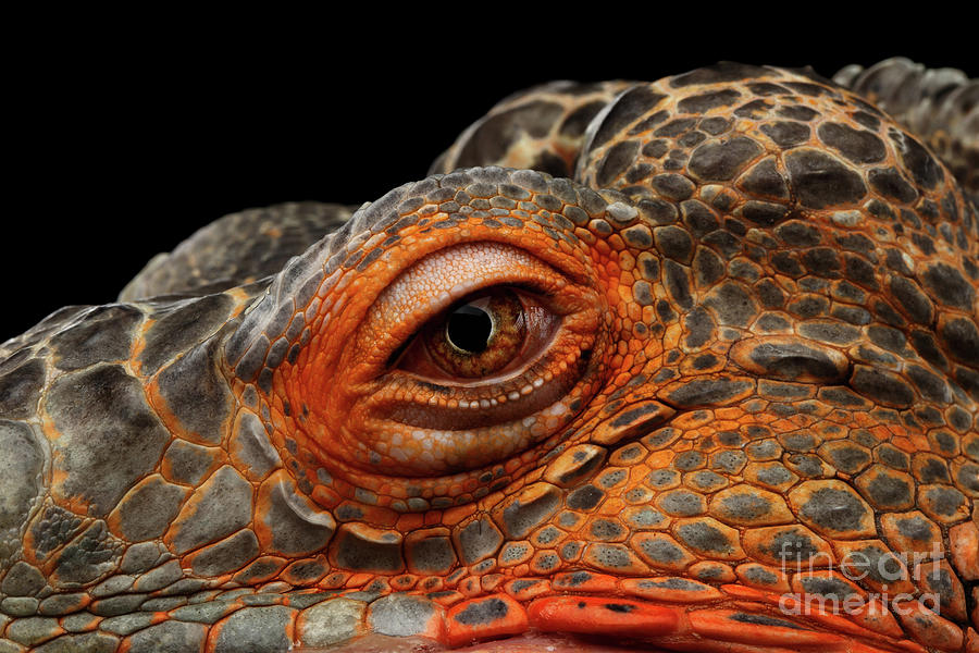 Nature Photograph - Eyeball of dragon head by Sergey Taran