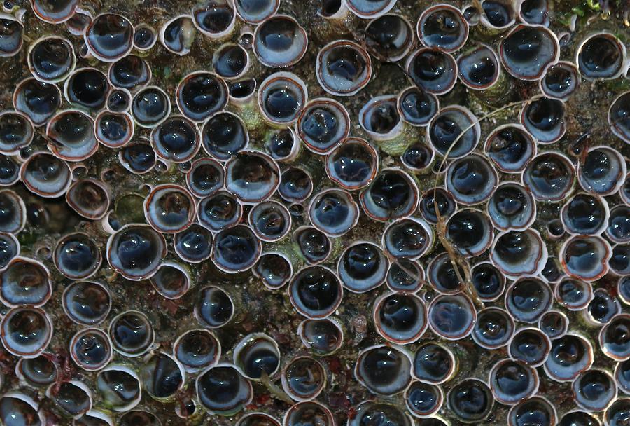 Eyeballs of the Sea  Photograph by Christy Pooschke