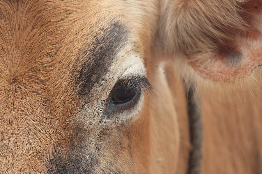 Eyebrow Cow/Bull Closeup, Kodaikanal Photograph by Jennifer Mazzucco