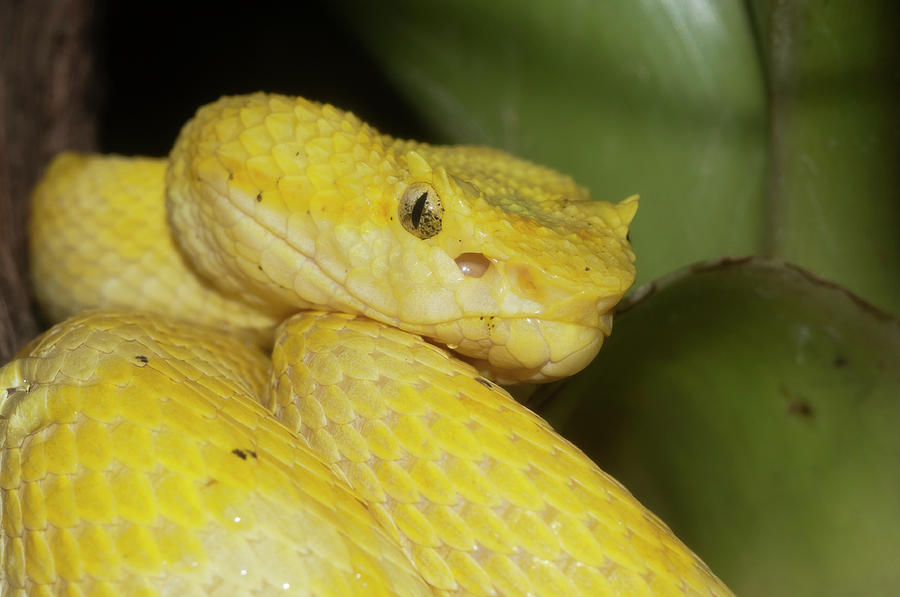 Eyelash Palm Pit Viper Photograph by The Art House