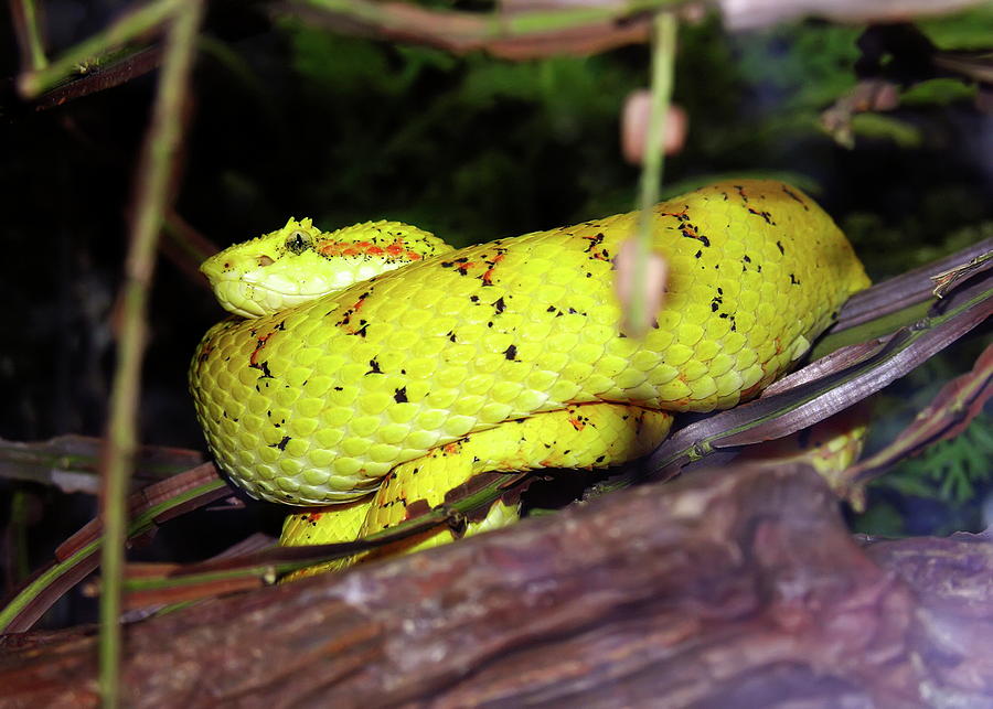 Eyelash Viper Photograph by Daniel Caracappa - Pixels