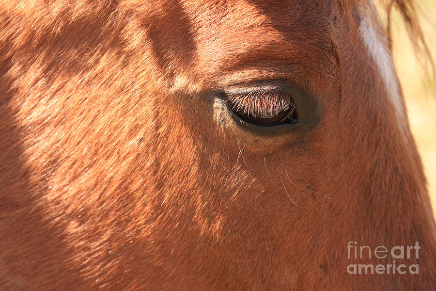 Animal Photograph - Eyelashes - Horse Close up by James BO Insogna
