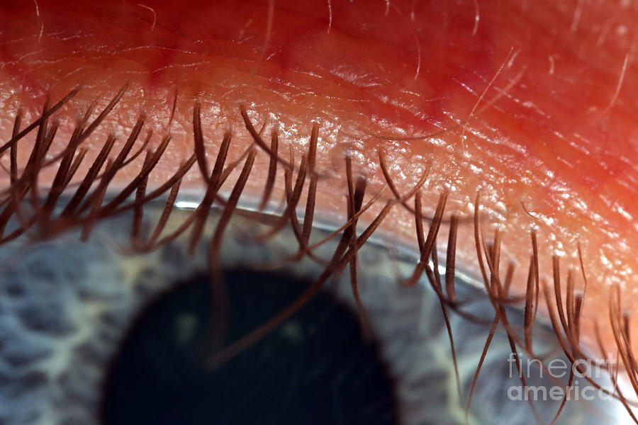 Eyelashes Photograph by Macroscopic Solutions