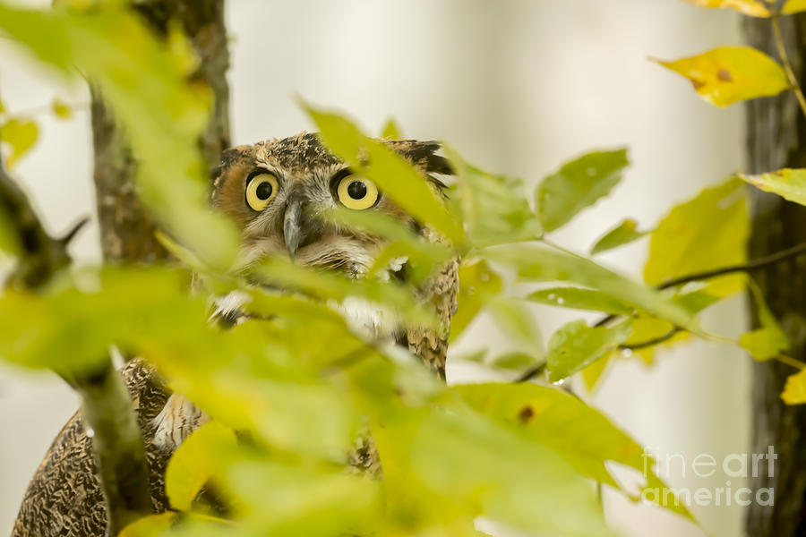Eyes in the leaves Photograph by Dan Friend